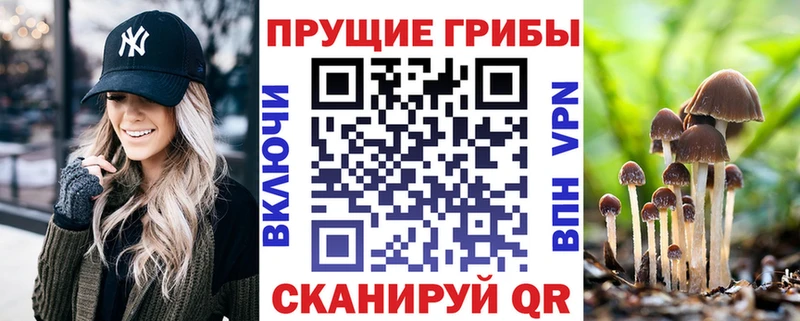 Псилоцибиновые грибы Cubensis  как найти   Дятьково 